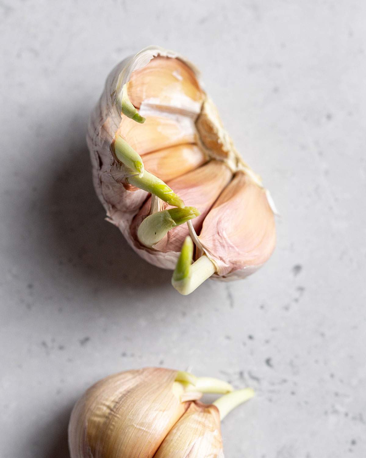 Multiple sprouting garlic bulbs on a white marble table.
