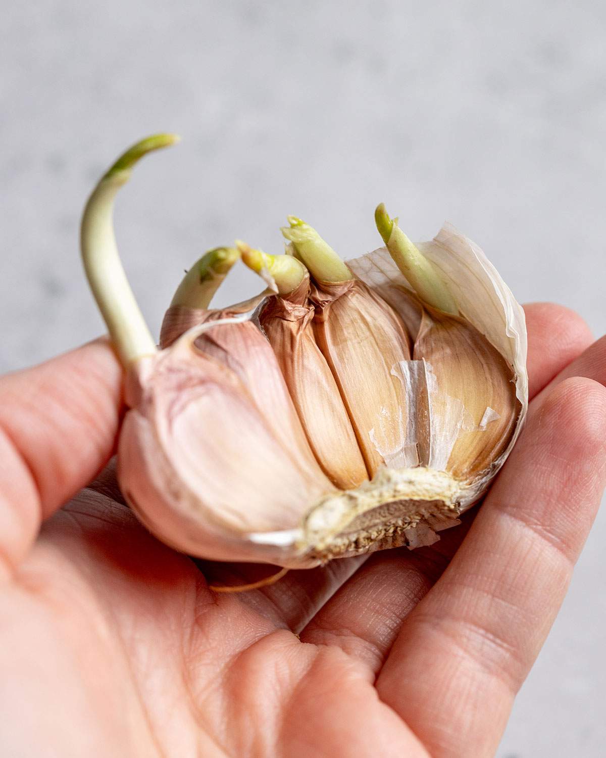 A hand holding half a bulb of garlic with green shots coming out of the cloves.