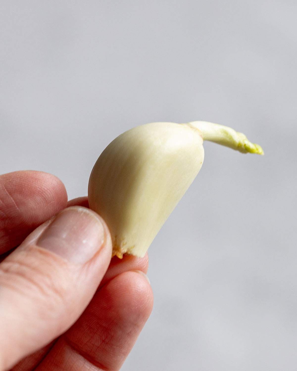 A hand holding a sprouting clove of garlic up close.