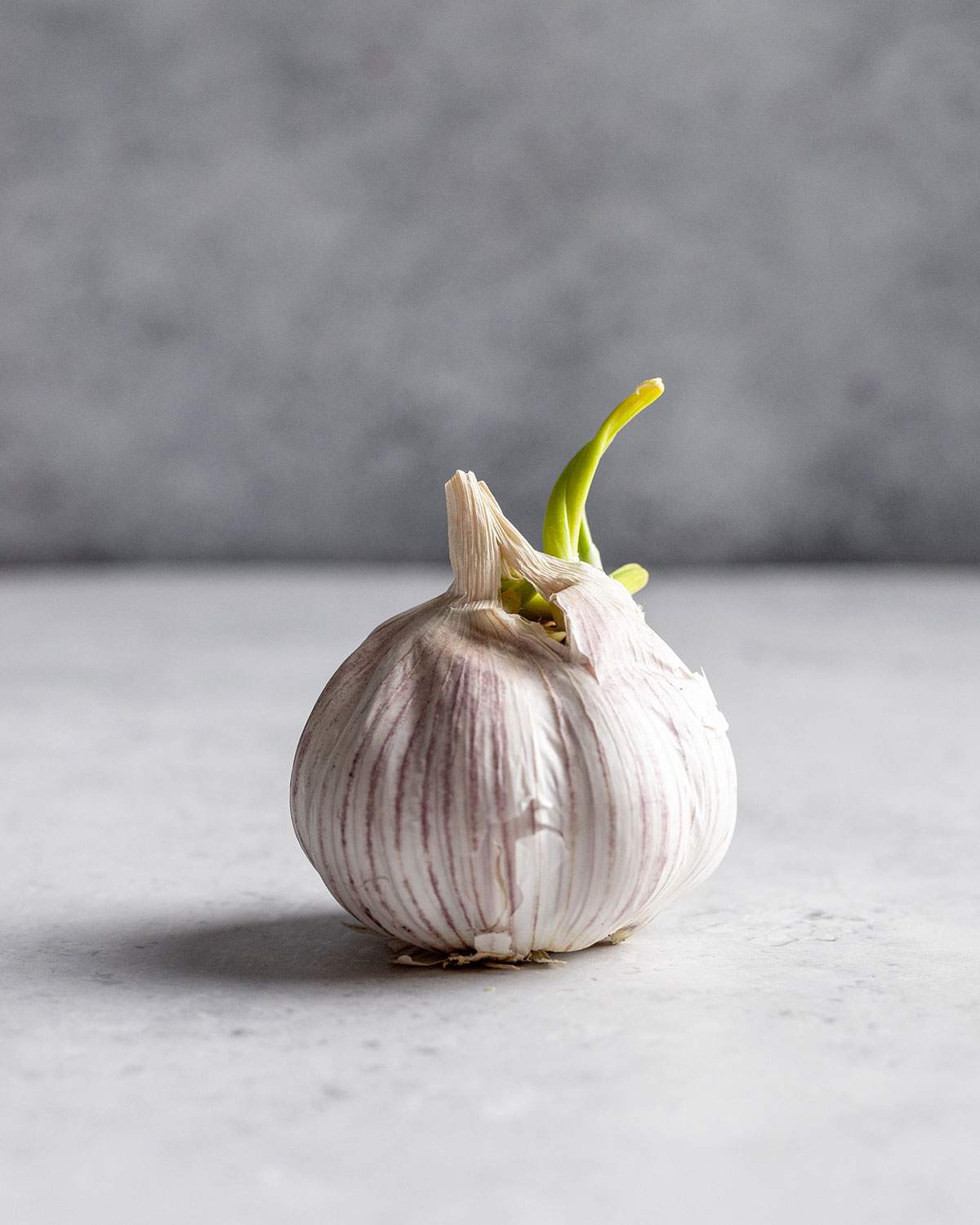 A large sprouting garlic bulb with green shots coming out the top.
