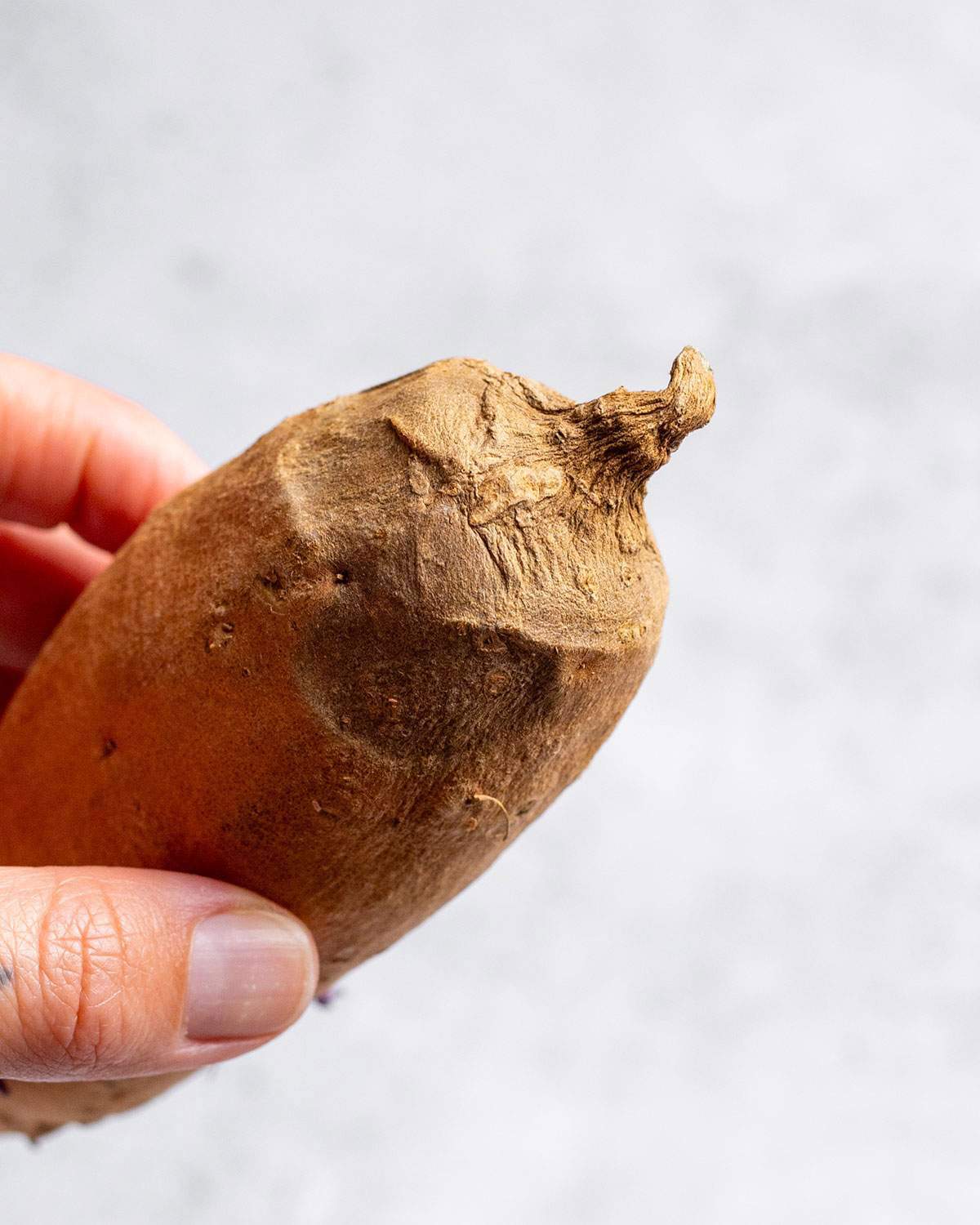 A hand holding a rotting sweet potato up close.