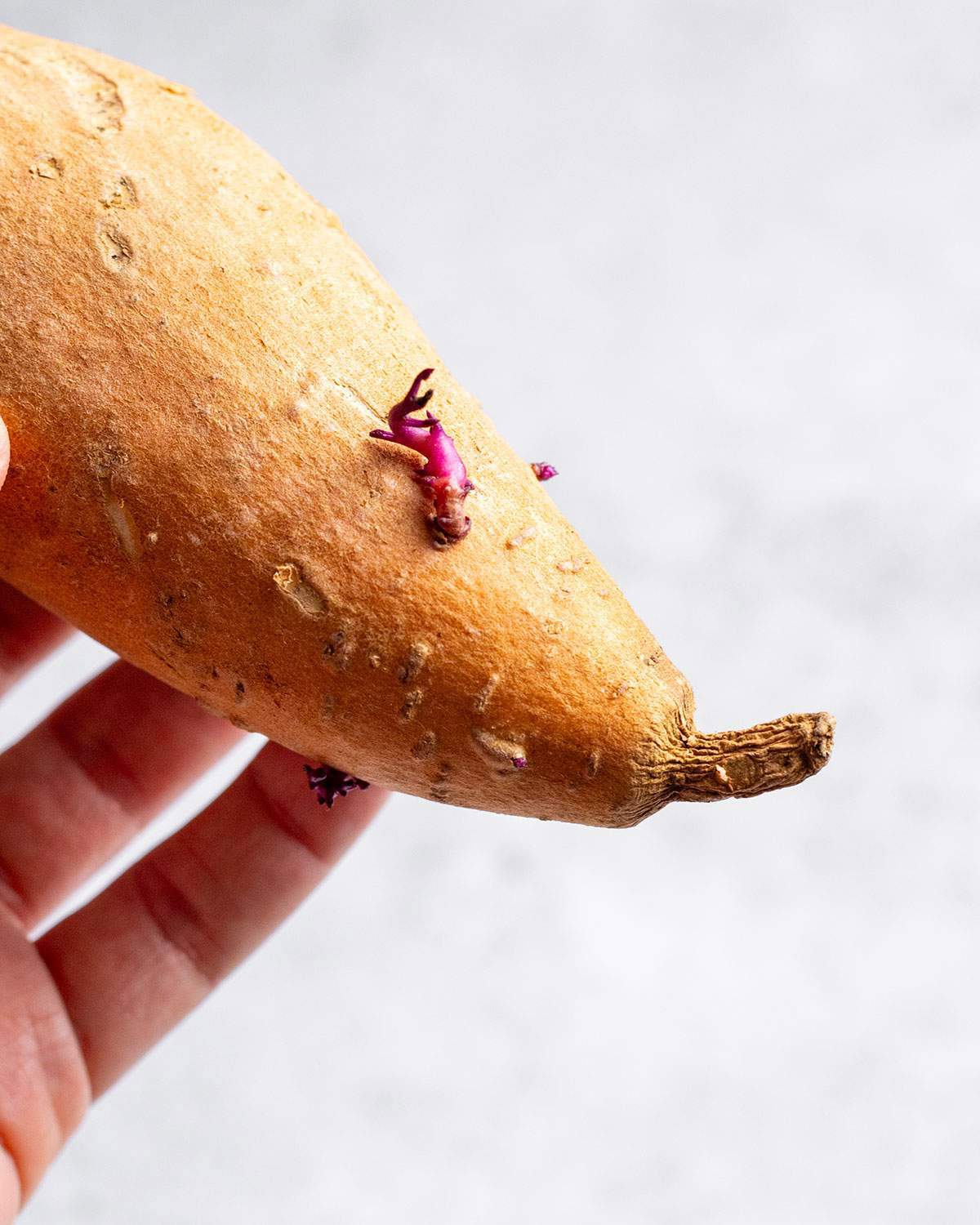 Sprouts on a sweet potato tuber.