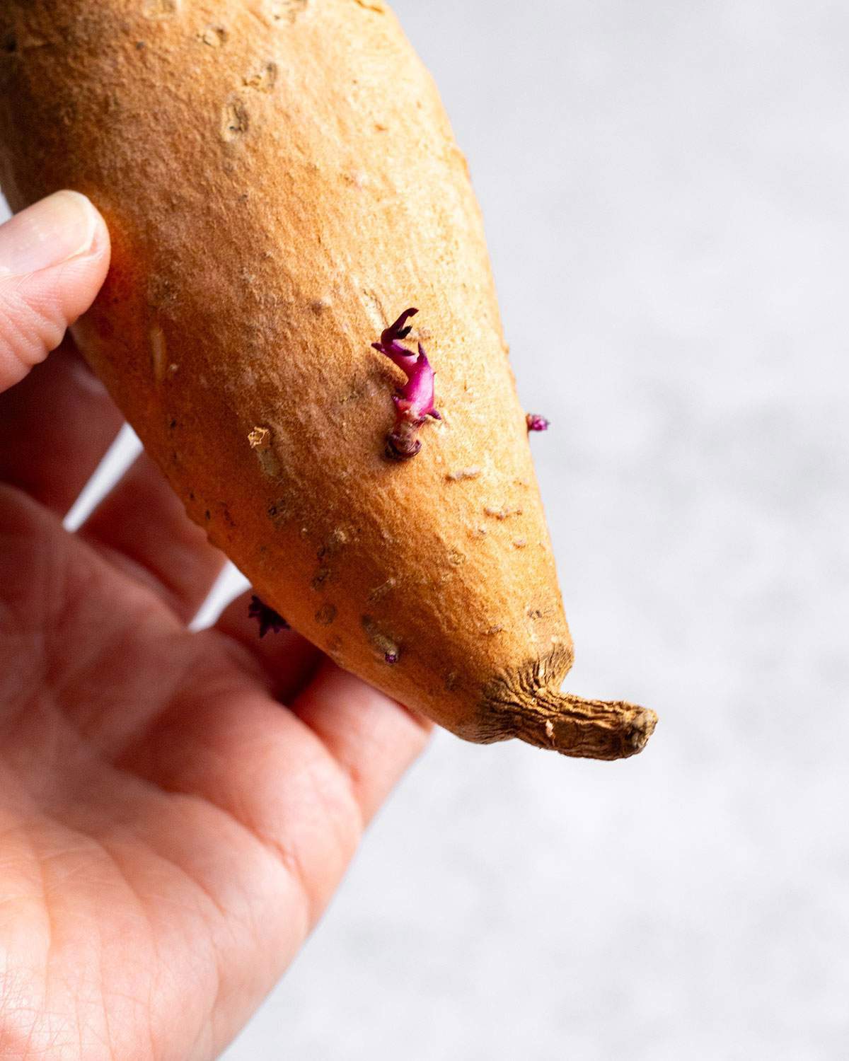 Sprouts on a sweet potato.