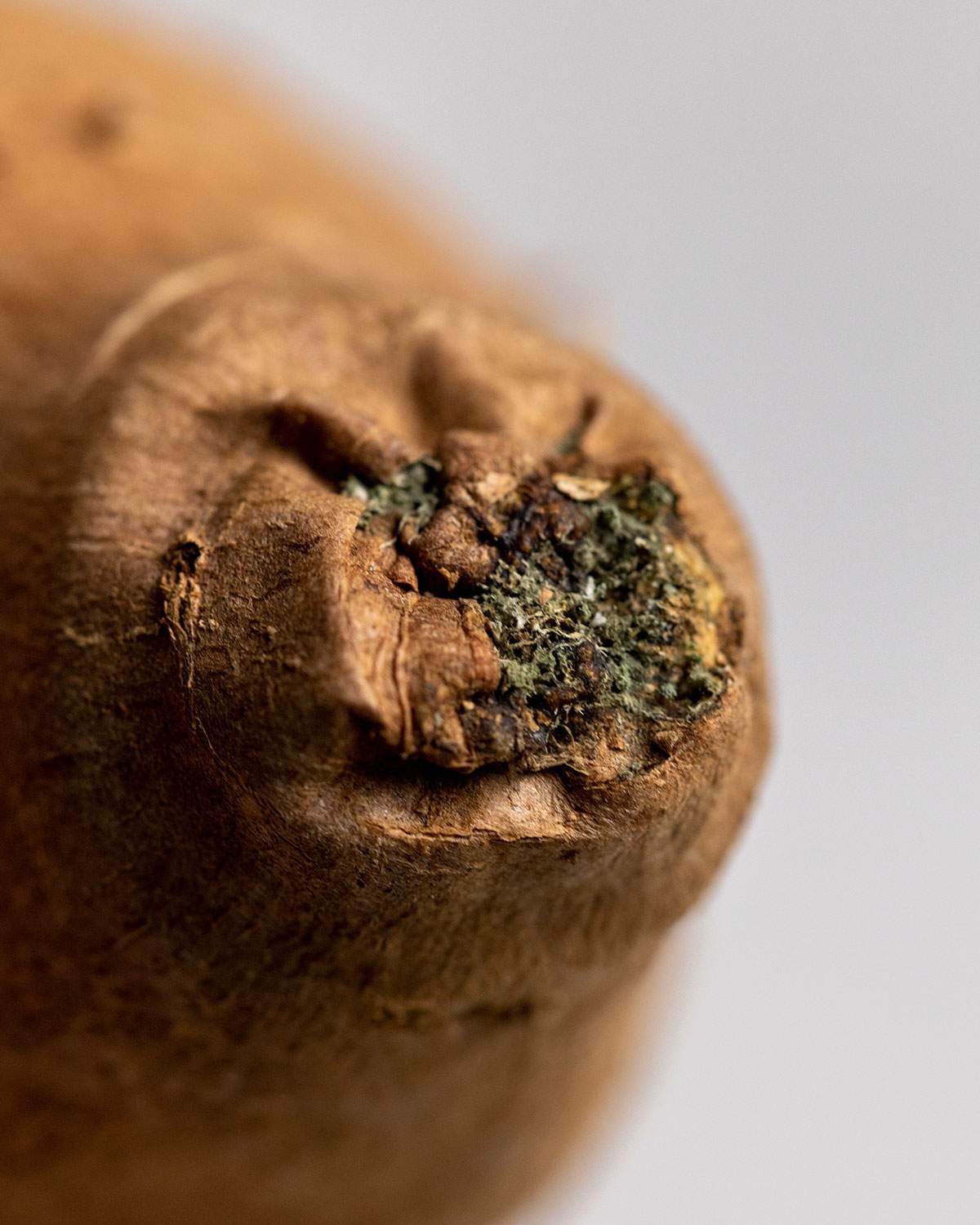 Close up of mould on the edge of a sweet potato.