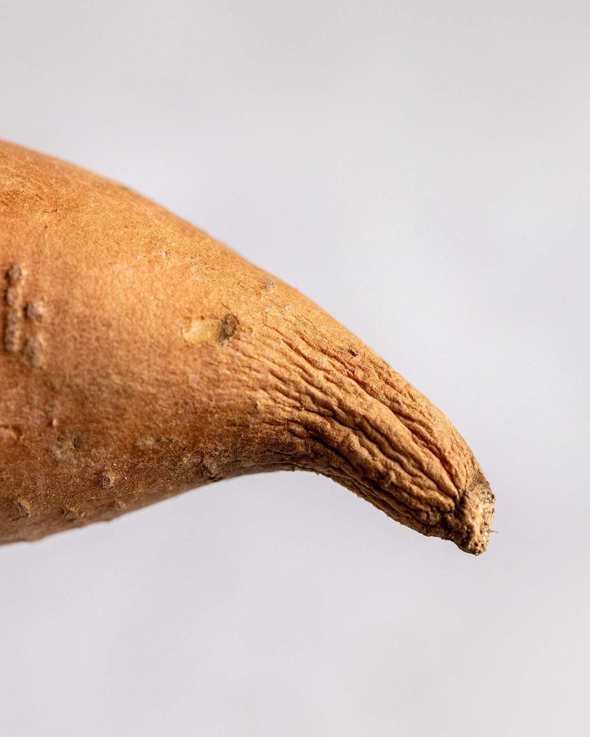 The wrinkly end of a sweet potato.